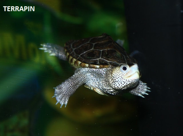 small freshwater turtle